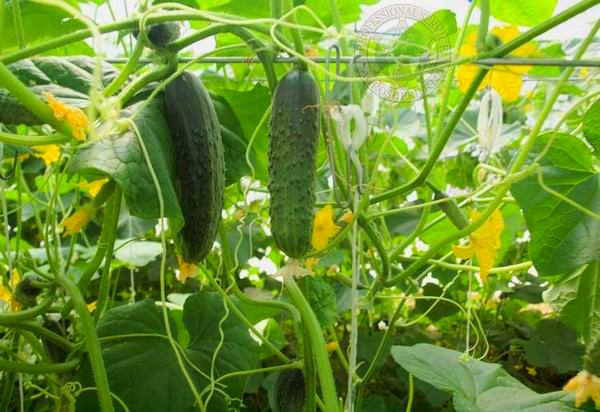 cucumbers_nethouse