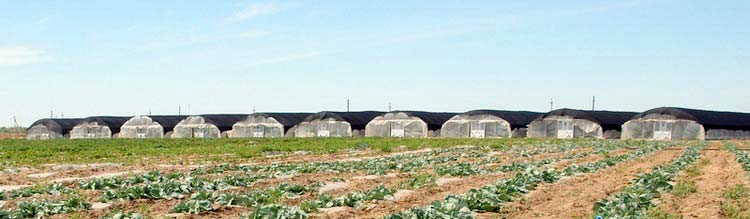 greenhouse_farm
