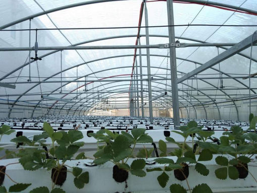 seedlings_on_280sqm_background