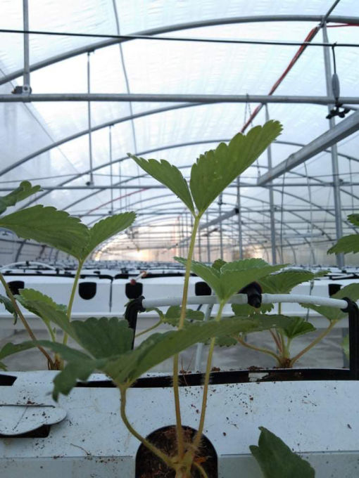 280sqm_seedling_background