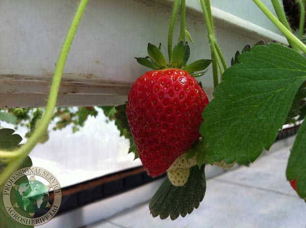 strawberry