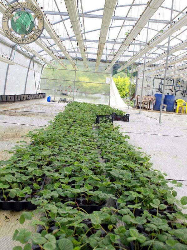 strawberry_seedlings_greenhouse
