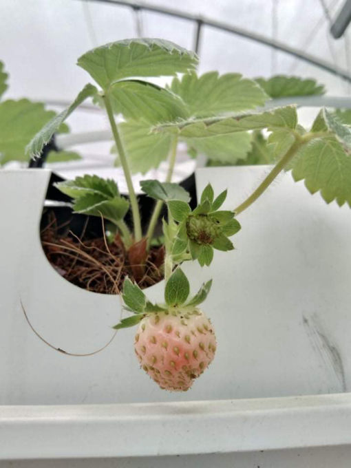 First_strawberry