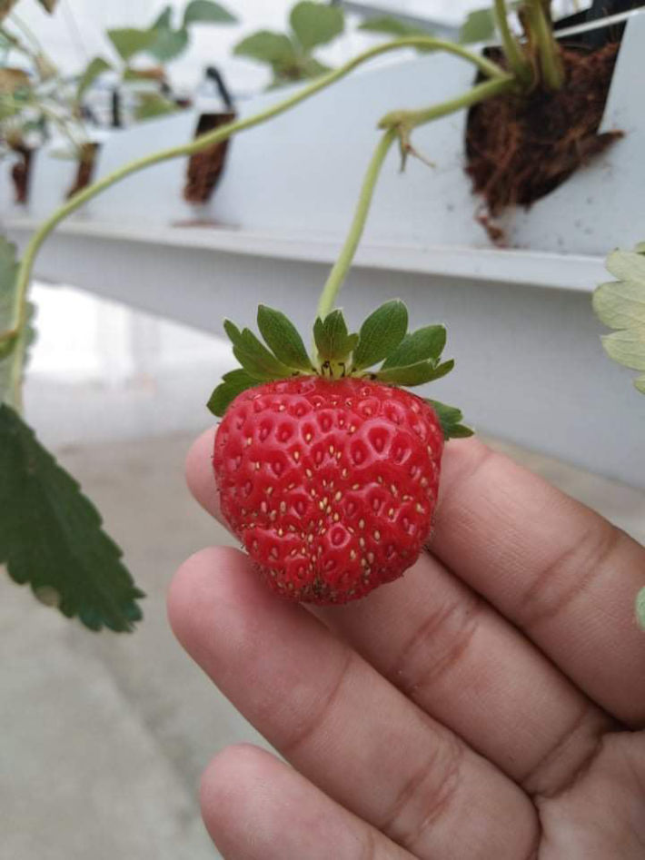 Hydroponics Strawberry