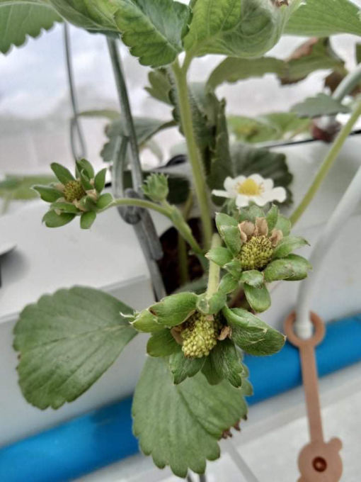 Flowers_to_Strawberries