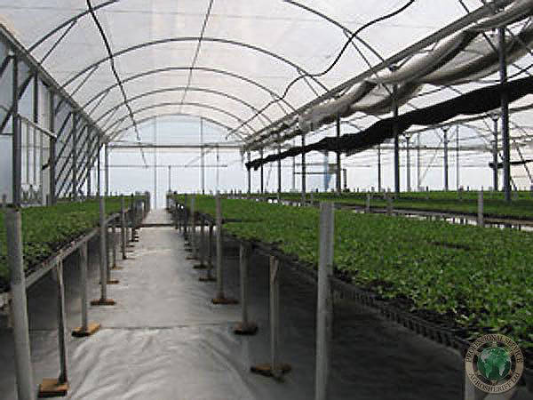 seedling_greenhouse