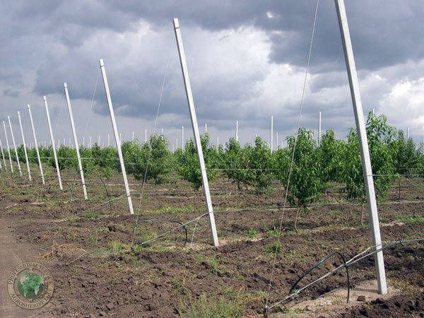 drip_irrigation_farm