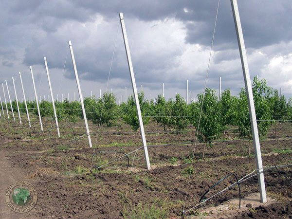 drip_irrigation_farm