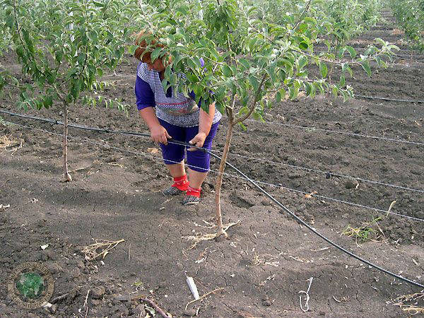 drip_irrigation_installation