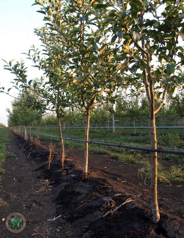 tree_drip_irrigation