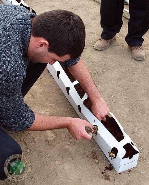 strawberries_seedlings