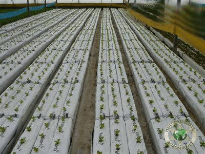 plants_in_coco_peat_agrosheriff