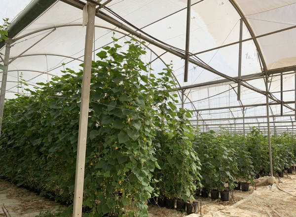 cucumbers_Nethouse_agrosheriff