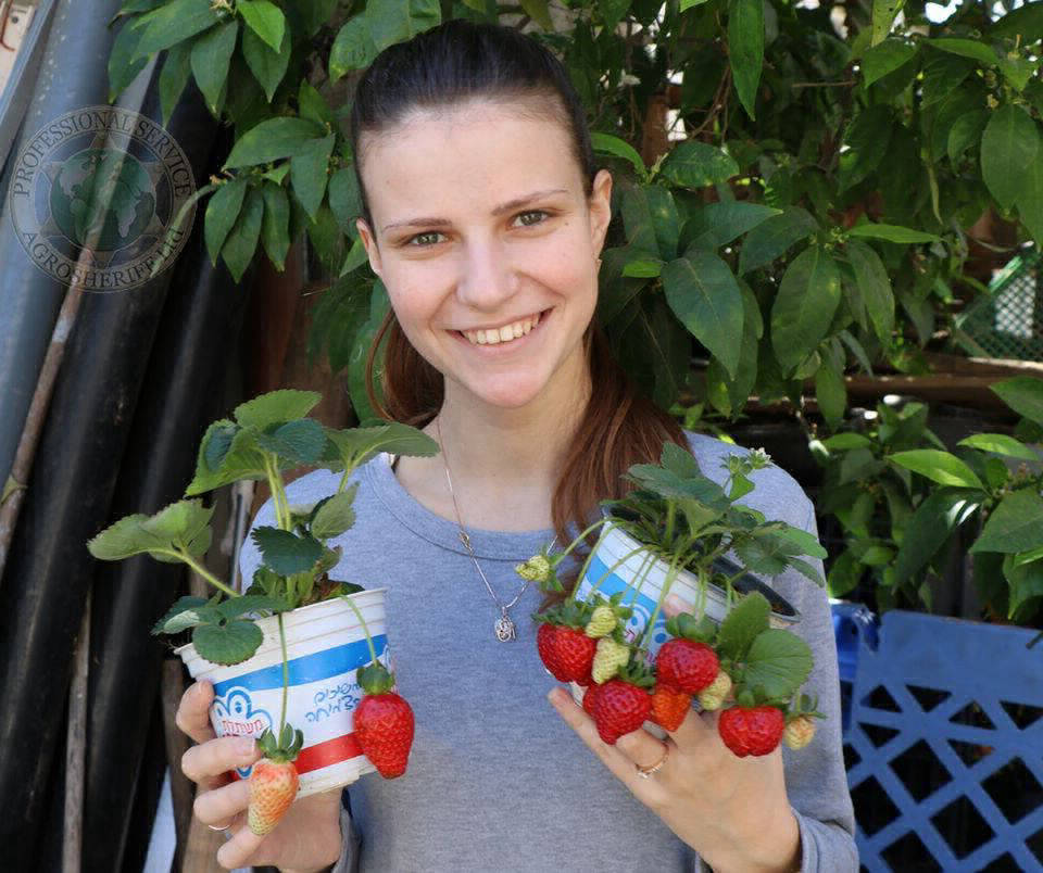 grow_strawberry_agrosheriff