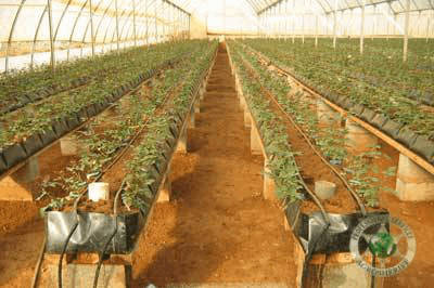 grow_plants_coco_peat_agrosheriff