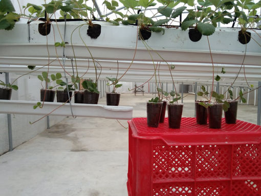 seedlings_reproduction
