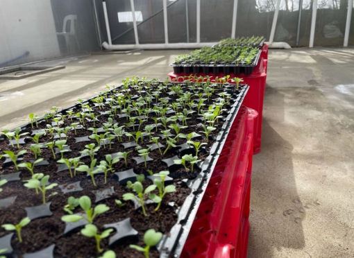 more_lettuce_seedlings