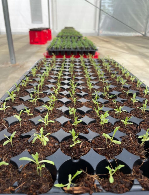 seedlings_lettuce