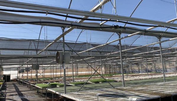 greenhouse_from_inside