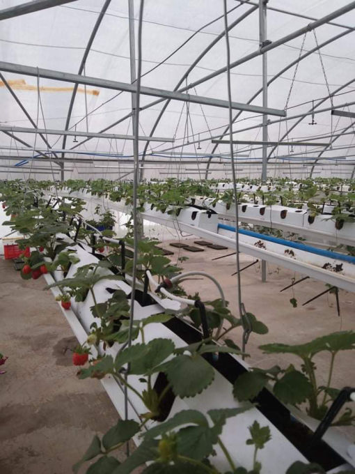 strawberries_agrosheriff