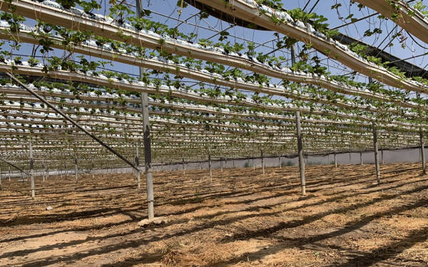 strawberries_Nethouse_agrosheriff