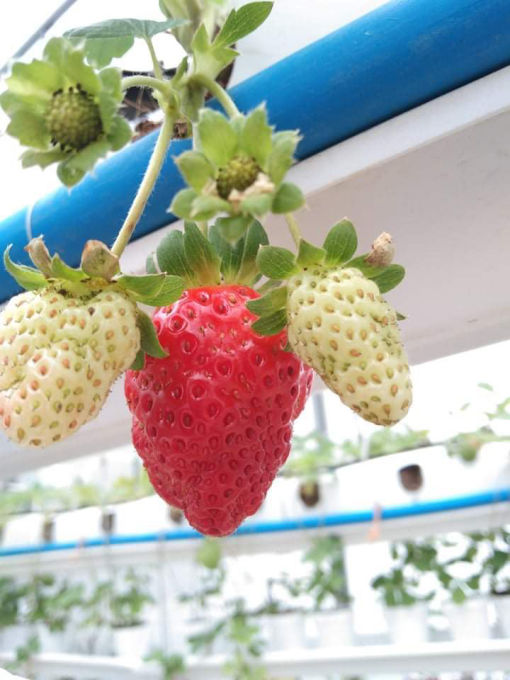 strawberries_manila