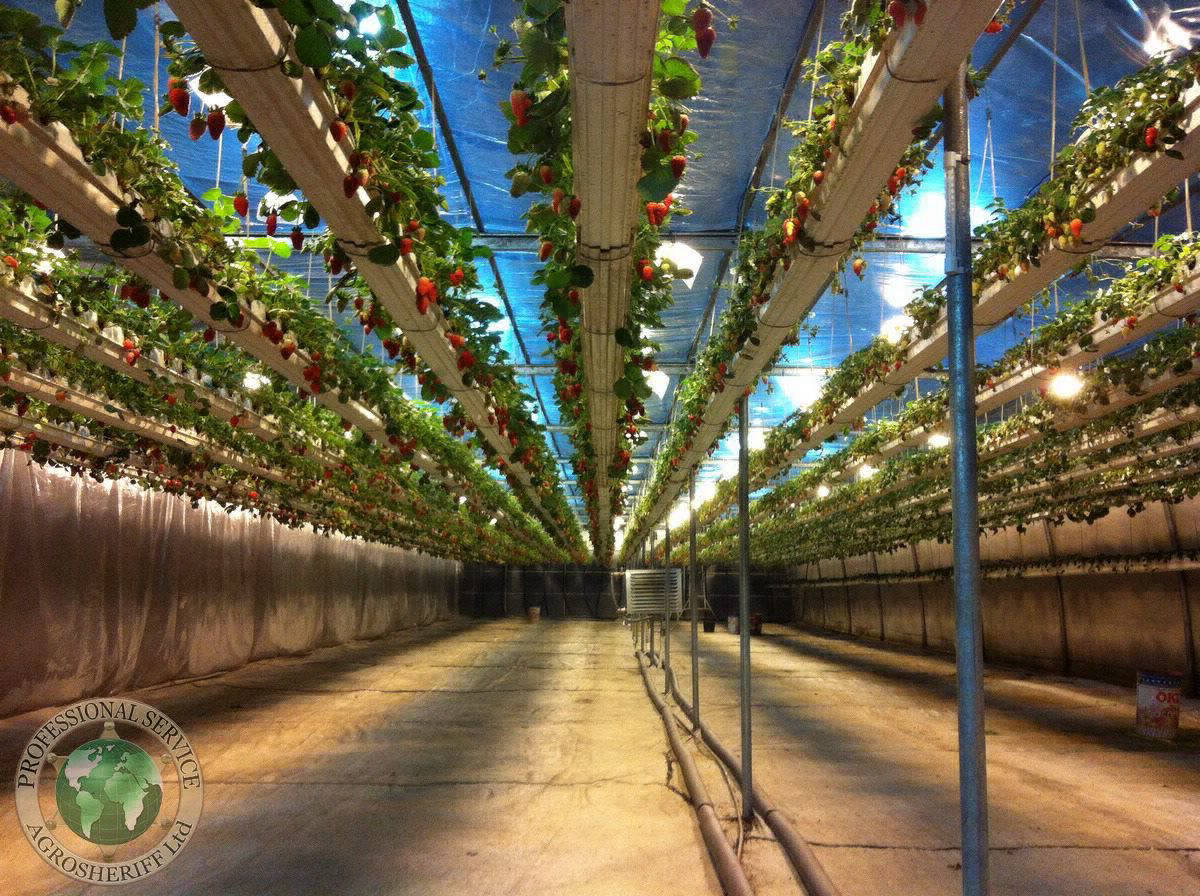 strawberry_greenhouse_agrosheriff