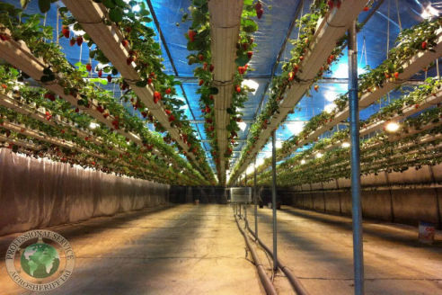 Strawberries_philippines