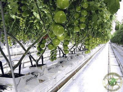 tomatoes_in_coco_peat_agrosheriff