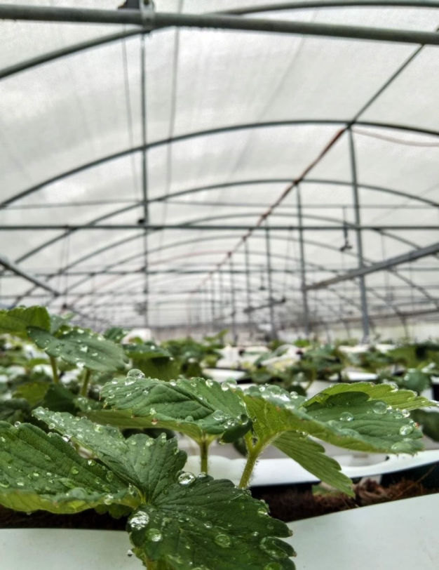 perfect_strawberries_seedlings